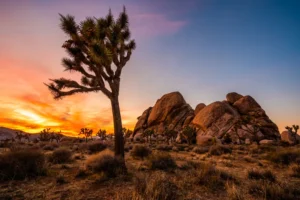 Joshua Tree National Park