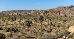 Joshua Tree National Park